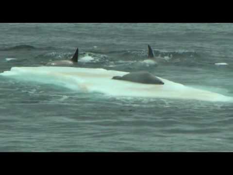 Youtube: Orcas hunting seal on ice floe in Antarctica