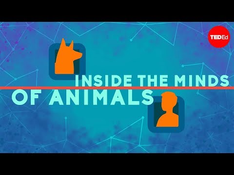 Youtube: Inside the minds of animals - Bryan B Rasmussen