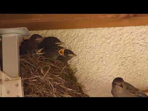 Youtube: Rotschwänzchen - Der letzte Tag im Nest