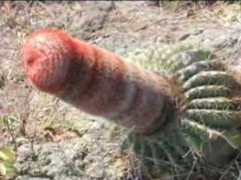Youtube: When Plants Go Wrong - Nature as sex organs - check it out!