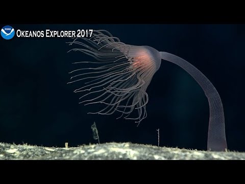 Youtube: Okeanos Explorer: Camera 1