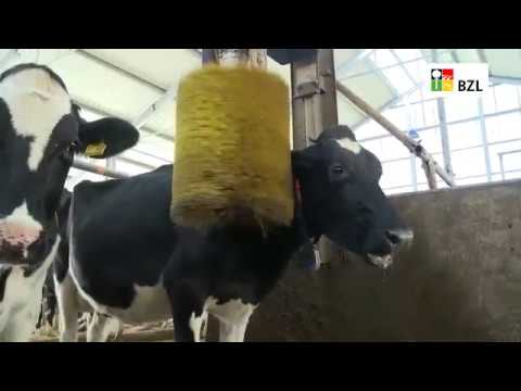 Youtube: Tierwohl in der Milchviehhaltung: Der Boxenlaufstall des Milchhofs Soonwald