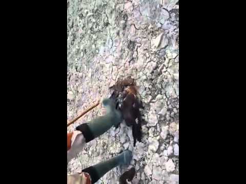 Youtube: Hawk Being Strangled by a Large whip-snake Must See