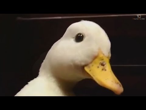 Youtube: Initial Duck - Quacking in the 90s 10 Hours