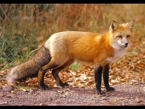 Youtube: Red Fox Night sound.  Sounds like screaming lady.
