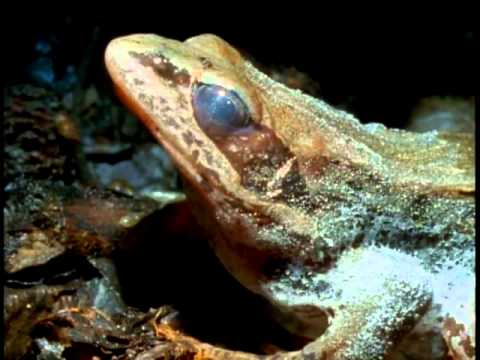 Youtube: Frozen Wood Frog survives the winter in Alaska