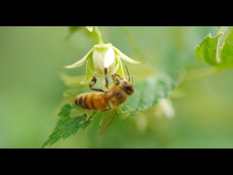 Youtube: HONEY BEES 96fps IN 4K (ULTRA HD)