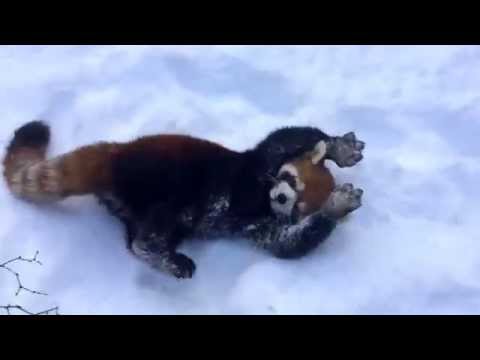 Youtube: Red Pandas are Having Snow Much Fun - Cincinnati Zoo