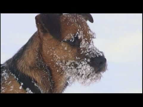 Youtube: David vs. Goliath : Total lustig; totally funny ! Hunde toben im Schnee ; Dogs rage around in snow !