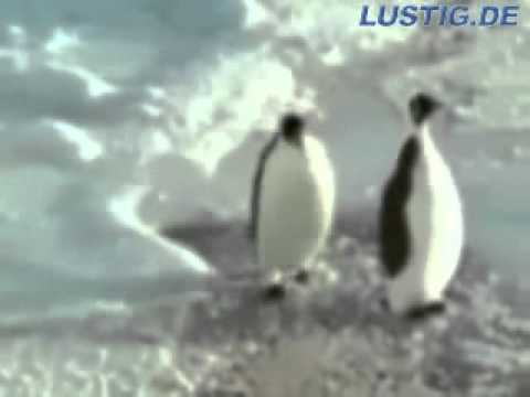 Youtube: Pinguin schuckt ein anderes Pinguin