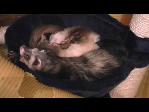 Youtube: müde Frettchen, tired ferrets