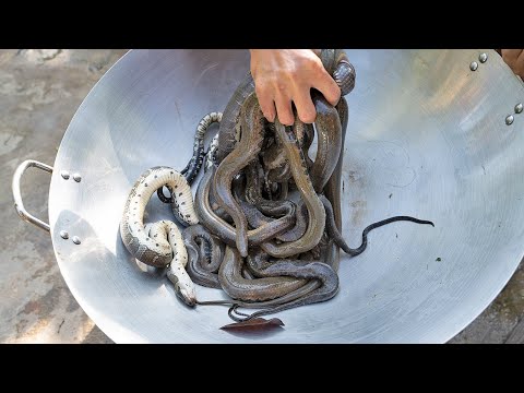Youtube: Wow Best Recipe Snake Cooking Soup