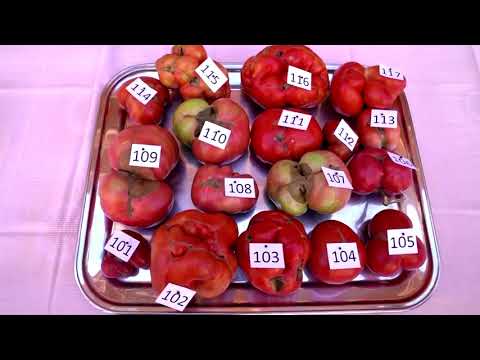Youtube: The ‘ugliest tomato’ in Spain