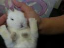 Youtube: Baby Dwarf Rabbit- Mochi