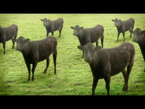 Youtube: cows & cows & cows