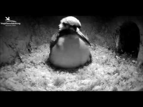 Youtube: CJ Wildlife/Vivara Webcams - 10.04.17 (Pellet for Nesting Material)