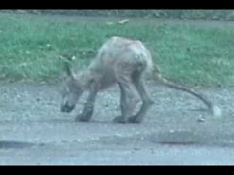 Youtube: An unusual canine - clearer view