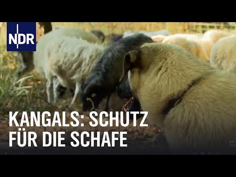 Youtube: Kangals: Bodyguards für Schafe | NaturNah | NDR Doku