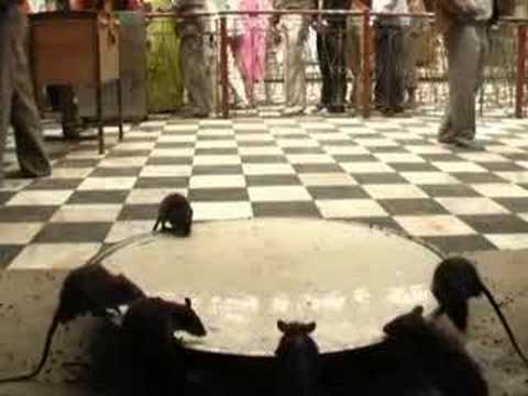 Youtube: KARNI MATA: holy indian rat temple