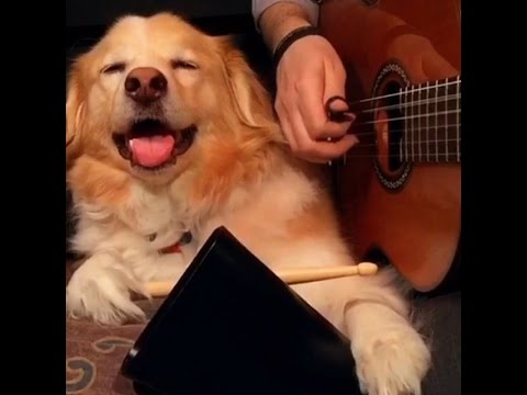Youtube: Dog Plays Drums - Best of Trench and Maple Vines pt.1