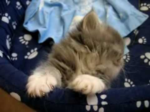Youtube: Tired baby cat