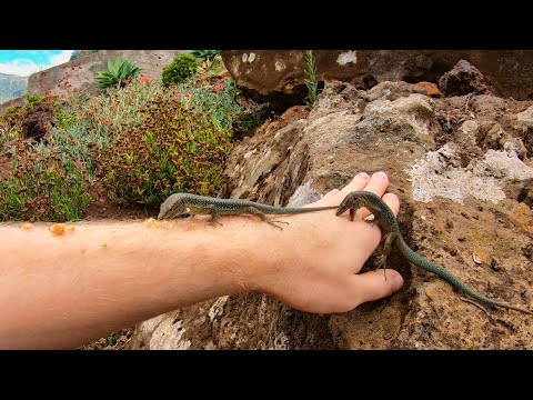 Youtube: Madeira: Lizards at the Botanical Garden in Funchal