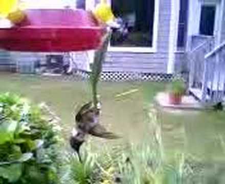 Youtube: Praying Mantis Vs Hummingbird