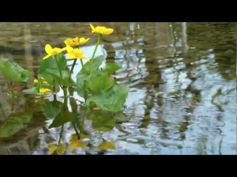 Youtube: Relaxing am Gartenteich  Frühling Teil 1