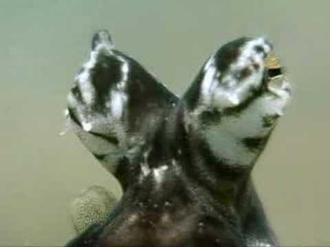 Youtube: The Indonesian Mimic Octopus