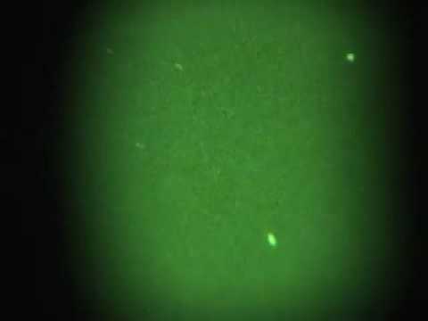 Youtube: White birds on Night Vision