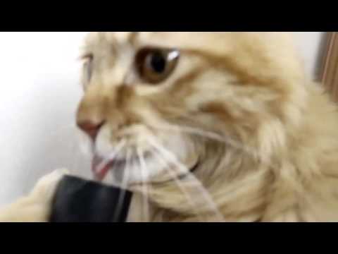Youtube: Кот и пылесос