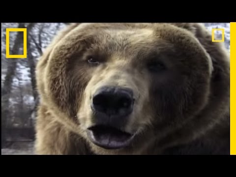 Youtube: How to Survive a Grizzly Attack | National Geographic