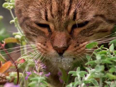 Youtube: How catnip gets cats high