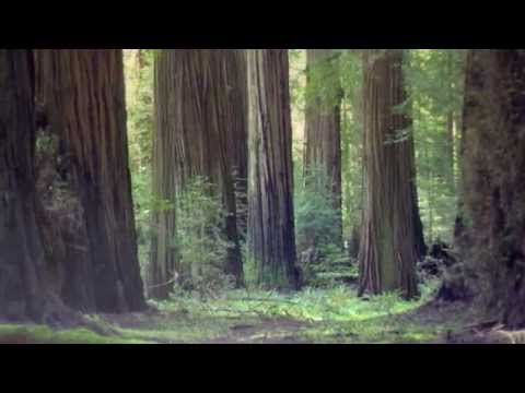 Youtube: The California Redwoods: A Poem
