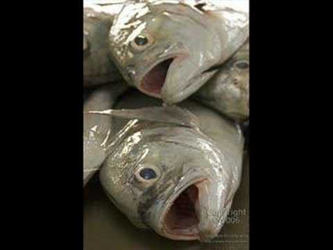Youtube: The Fish Head Song
