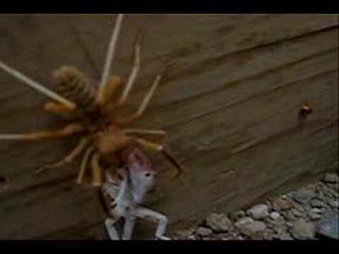 Youtube: Camel Spider Eating Lunch