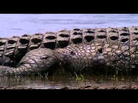 Youtube: Gustaf - Das größte Krokodil der Welt (1/1)