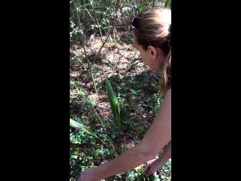 Youtube: Mysterious swaying plant (part 2)