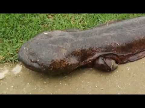 Youtube: GIANT SALAMANDER EMERGES FROM RIVER IN JAPAN