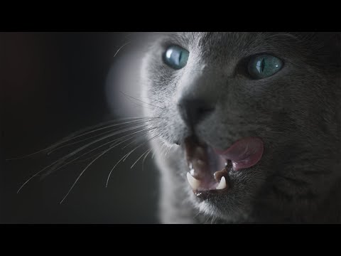 Youtube: Alles für die Katze – Galaxus TV Spot (extended)