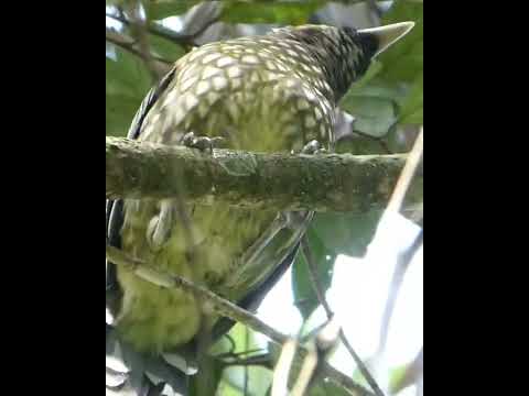 Youtube: Spotted Catbird Calling (Ailuroedus maculosus)