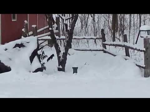 Youtube: Drunk Squirrel had too many crabapples