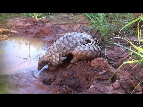 Youtube: Adorable pangolin has an awesome time in the mud