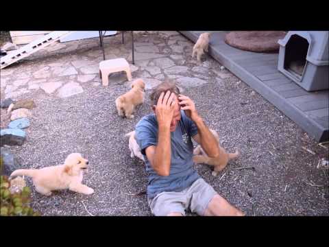 Youtube: Golden Retriever Puppy Attack