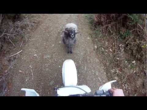 Youtube: You shall not pass - Mountain ram attacks motorcyclist - the original musical version.