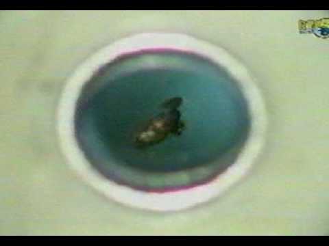 Youtube: Hochmagnetfeldlabor - Frosch