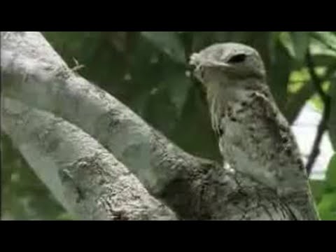 Youtube: Amazing Potoo Bird Tree Camouflage | David Attenborough | BBC Studios