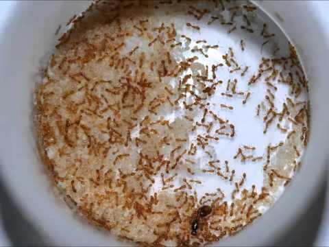 Youtube: Invasive Ameisen Europas