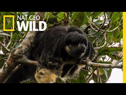 Youtube: Mysterious Amazon Animal Seen for First Time in 80 Years | Nat Geo Wild
