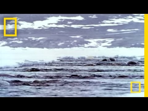 Youtube: Narwhals | National Geographic